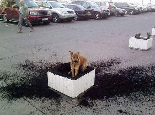 chien qui gratte dans pot de fleurs