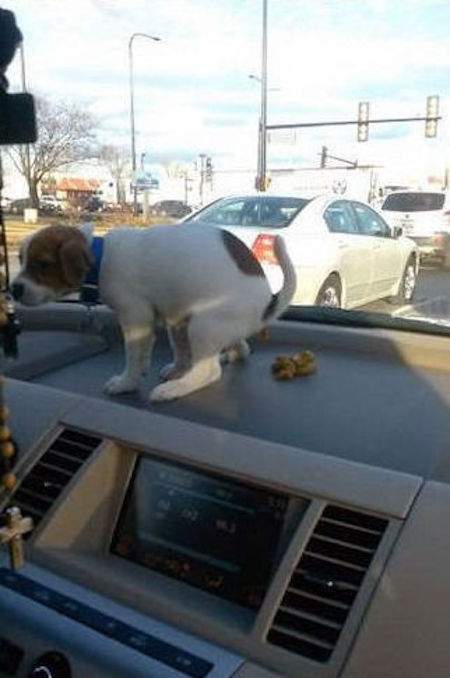 chiot fait caca dans la voiture