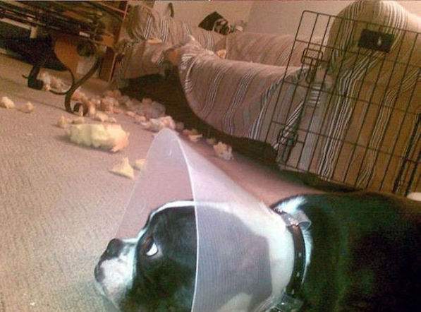 chien a détruit le canapé