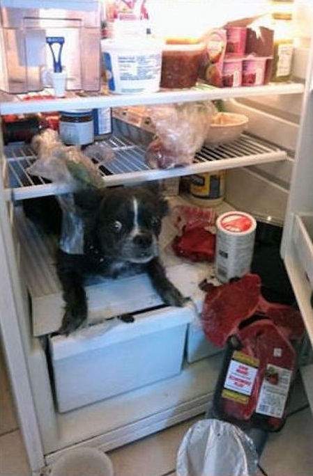 chien qui mange dans le frigo