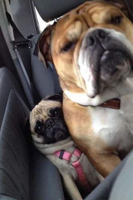 chien drôle dans la voiture