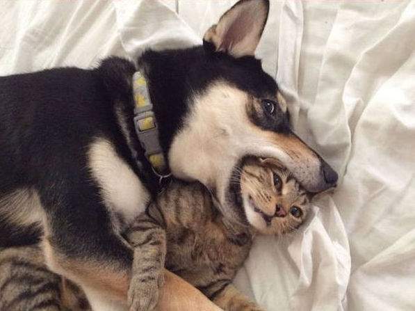 chien qui mange la tete du chat