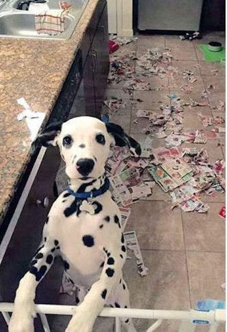 dalmatien déchiqueté les journaux