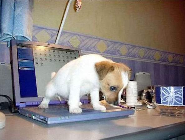chiot qui fait pipi sur ordinateur