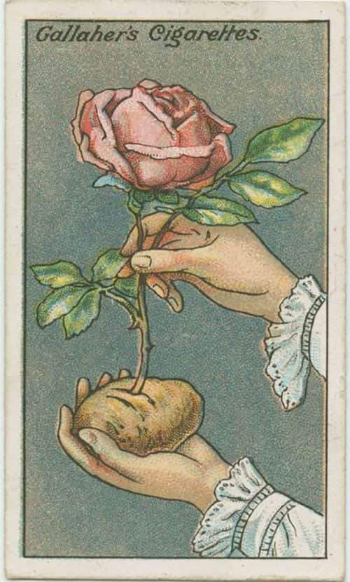 L'astuce d'autrefois qui marche encore aujourd'hui pour préparer une fleur pour un voyage.