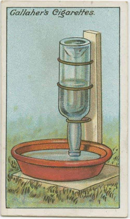 L'astuce d'autrefois qui marche encore aujourd'hui pour donner à boire aux poules.