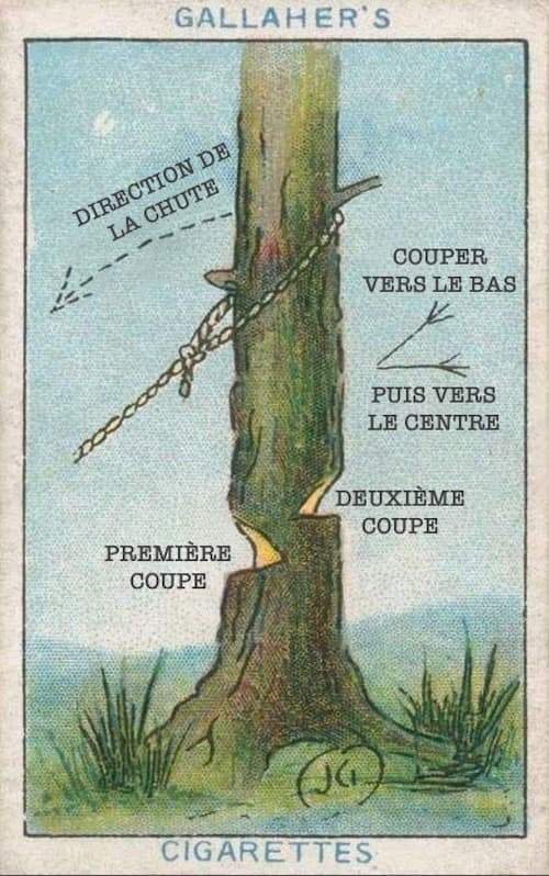 L'astuce d'autrefois qui marche encore aujourd'hui pour faire tomber un arbre en toute sécurité.