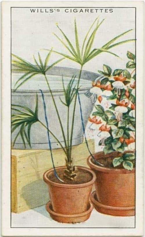 L'astuce d'autrefois qui marche encore aujourd'hui pour arroser les plantes lorsque vous partez en vacances.