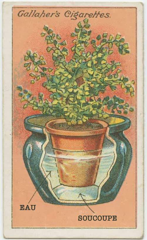 L'astuce d'autrefois qui marche encore aujourd'hui pour faire pousser la capillaire.