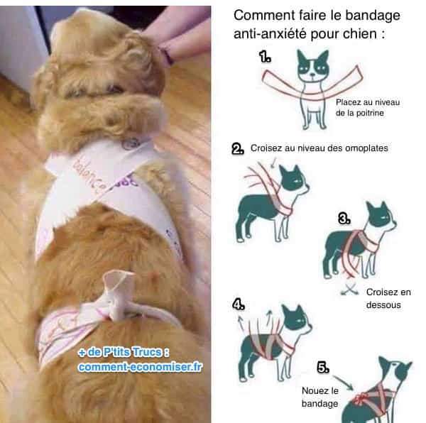 un bandage ou un manteau anti-anxiété calme rapidement les chiens
