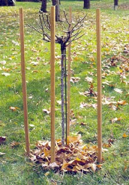 astuce pour protéger les rosiers du gel