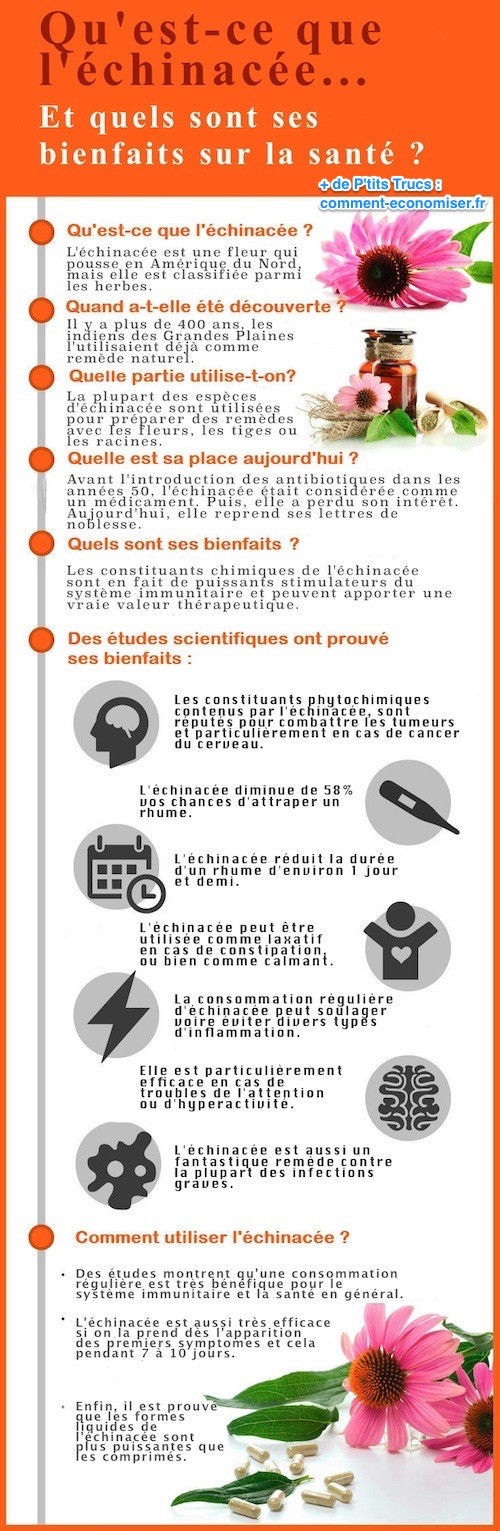bienfaits et utilisation de l'échinacée