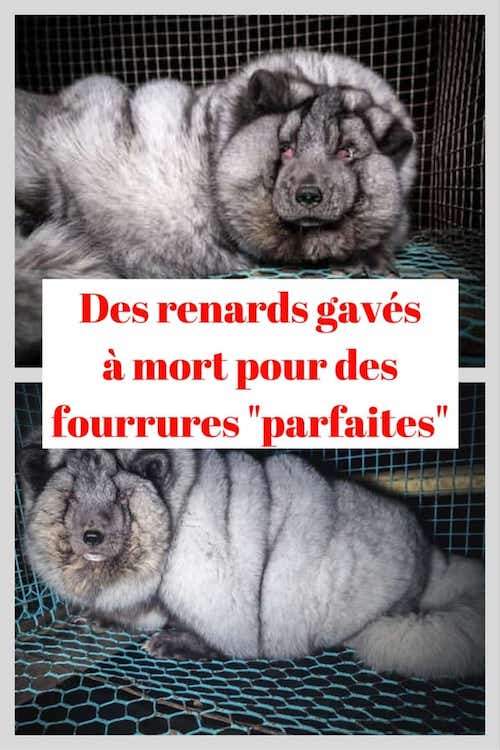 des renards d'élevage en cage maltraités pour récupérer la fourrure vendue à des marques de luxe