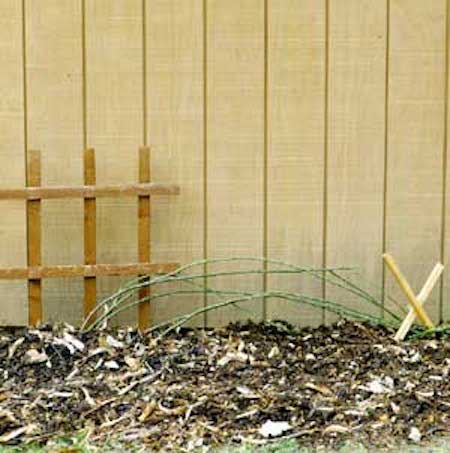 comment protéger rosier grimpant du gel