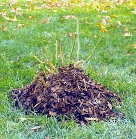 comment entretenir rosiers en hiver