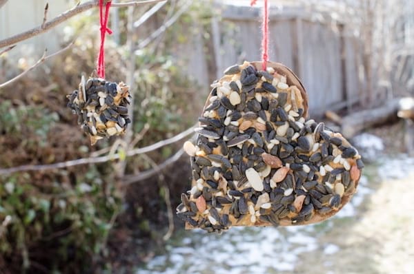 des coeurs en cartons recouvert de beurre de cacahuète et de graines pour nourrir les oiseaux