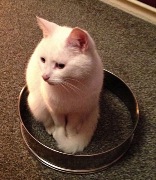 chat assis dans un cercle à gâteau