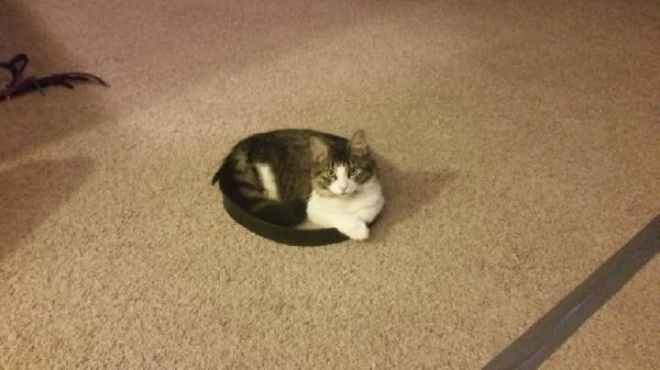 chat-couche-espace-restreint