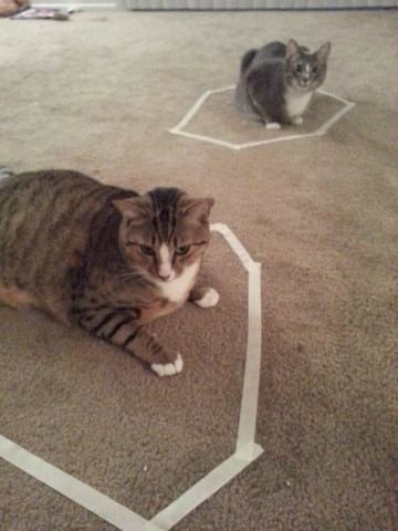 chat-dans-cercle-blanc