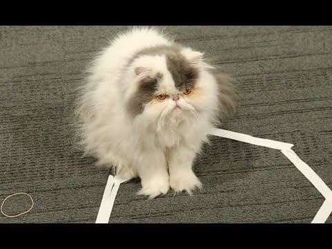 chat-persan-dans-espace-ferme