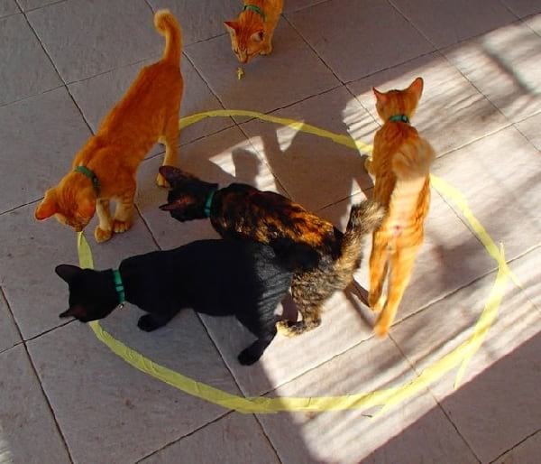 chats-roux-cercles-jaunes