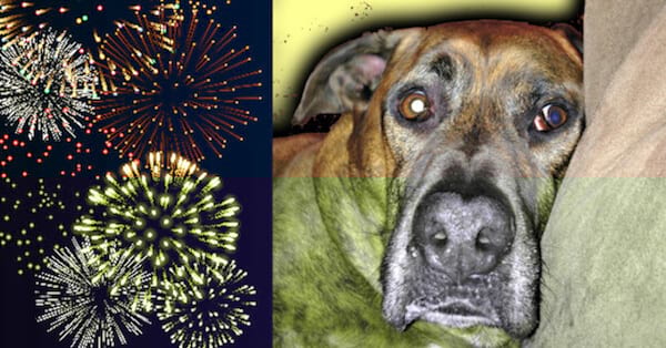 un chien effrayé par les feux d'artifice