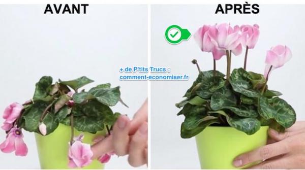 Comment sauver une plante en mauvaise forme