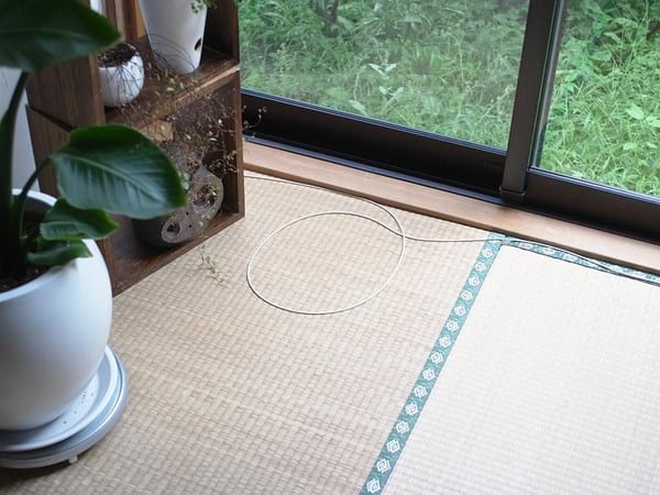 experience-chat-dans-cercle