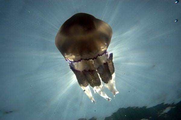 piqûre de méduse soulager soigner