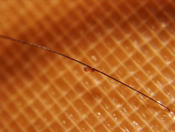 tuer les lentes poux cheveux