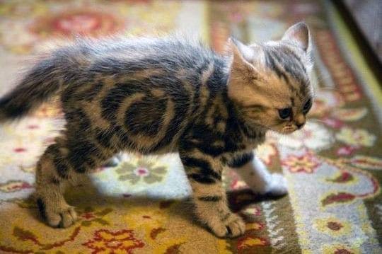 pipi de chat sur tapis astuce nettoyage