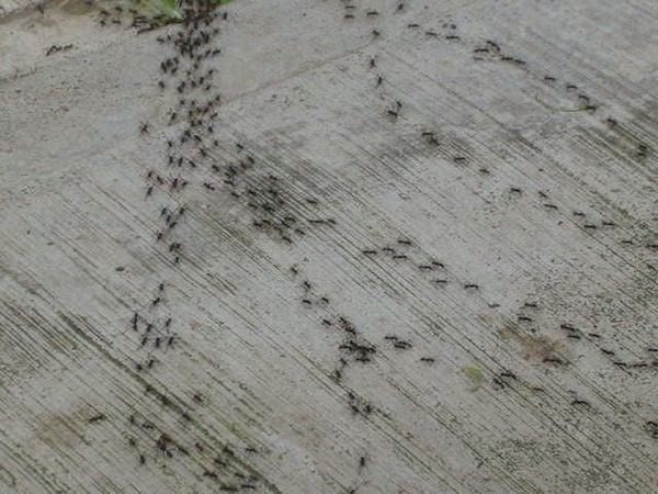 repousser les fourmis naturellement
