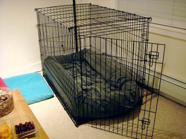 nettoyer désinfecter cage tapis jouets animaux