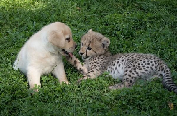 bébés animaux amis guépard et chien