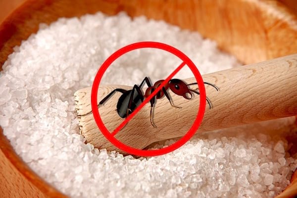 le sel est un rÃ©pulsif contre les fourmis