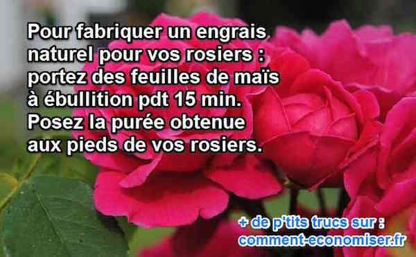 le mais est un bon engrais pour les rosiers