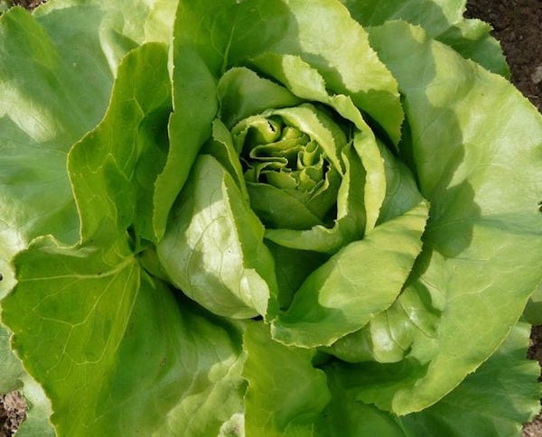 laitue d'un potager