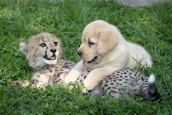 guépard et chiot devenus amis