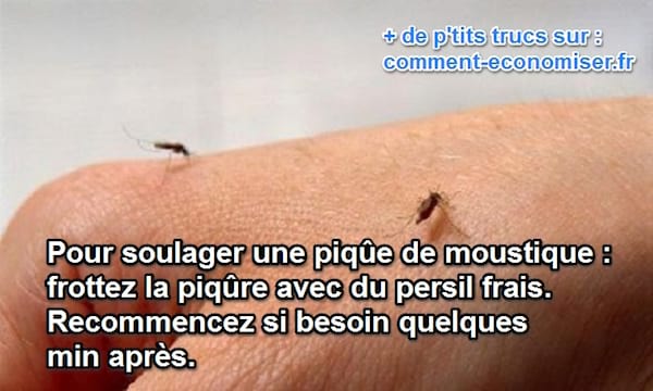 le persil soigne les piqures de moustiques