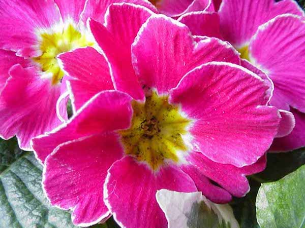 Remède de grand-mère : la primevère en infusions soulage les toux grasses