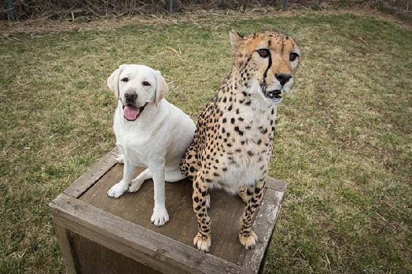 un chien et un guépard sont devenus des amis