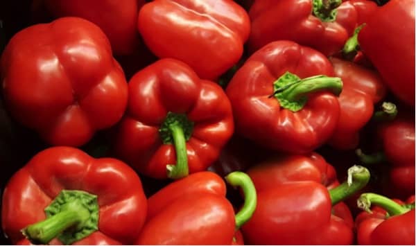 les chiens peuvent manger des poivrons