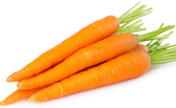 les chiens peuvent manger des carottes