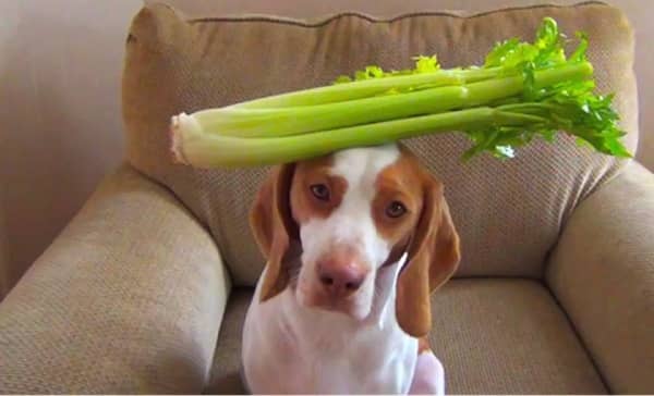 Quels Sont les Aliments Que Peut Manger un Chien ? Le Quels Sont les Aliments Que Peut Manger un Chien ? Le