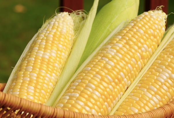 les chiens peuvent manger des grains de maïs