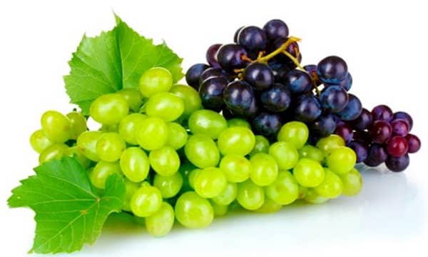 les chiens ne doivent pas manger de raisin