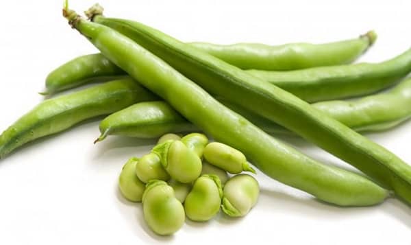 les haricots verts sont sains pour les chiens