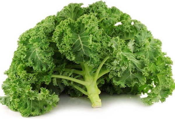 les chiens peuvent manger du chou kale avec modération