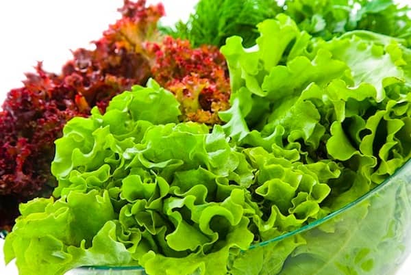 les chiens peuvent manger de la salade