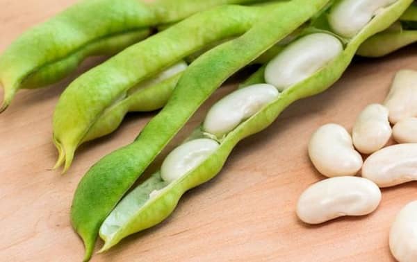 les chiens peuvent manger des haricots de Lima